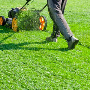 lawn