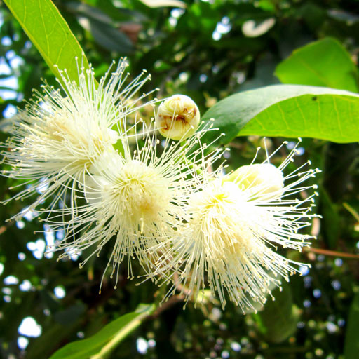 malayan-apple