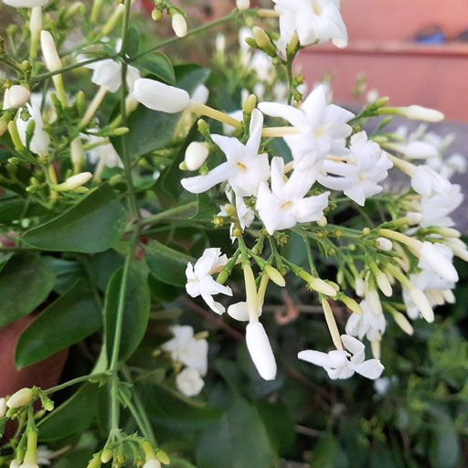 malli