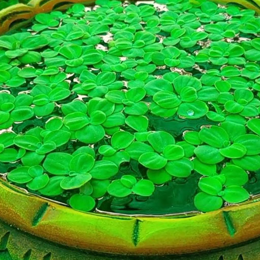 paasi
