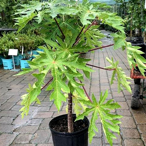 papaya