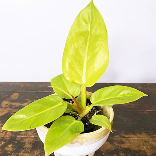 philodendron-melinonii-gold