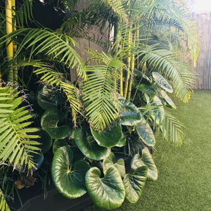 plant-supply