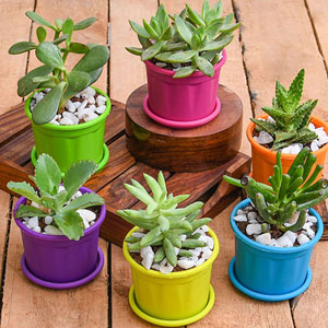 pots