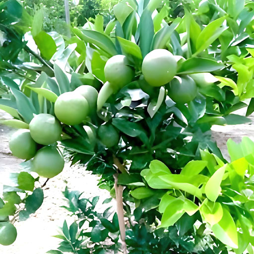 saathukudi
