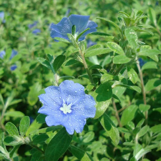 Jacquemontia-ground-cover