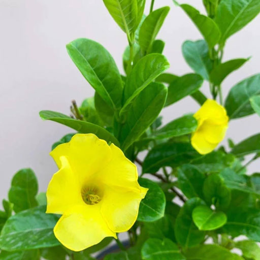 allamanda