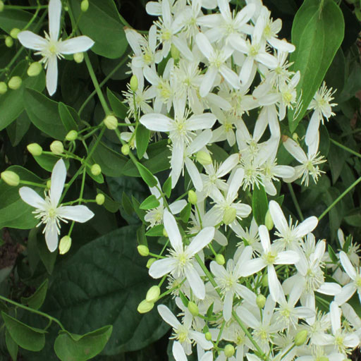 clematis