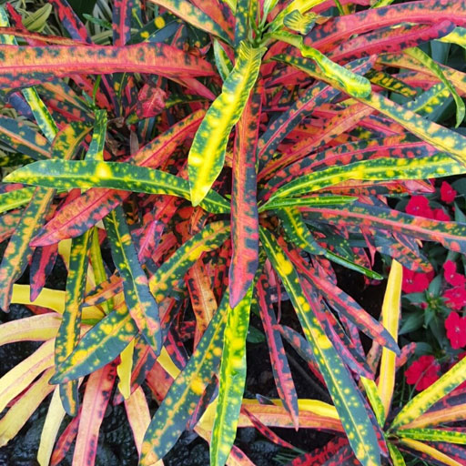 crotons