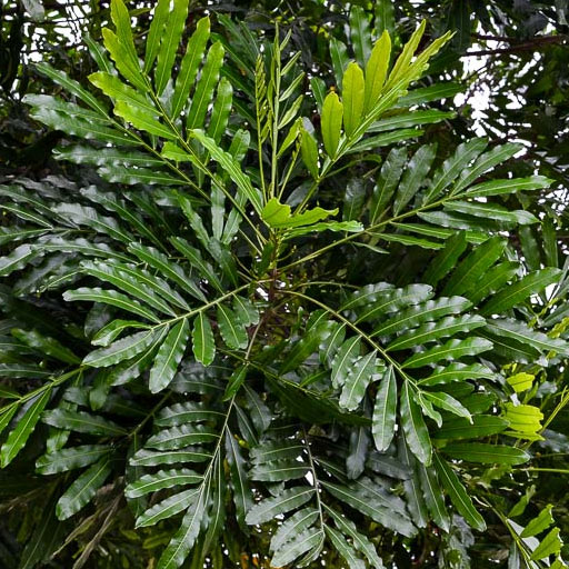 fern
