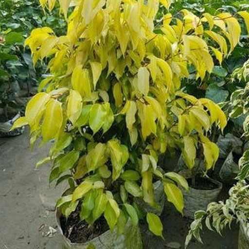 ficus-gold