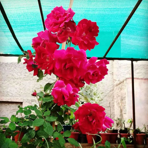 kashmir-rose