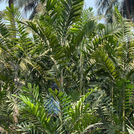 kentia