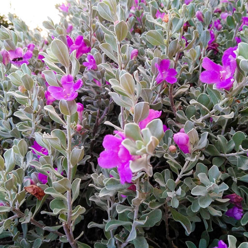 leuchophylum