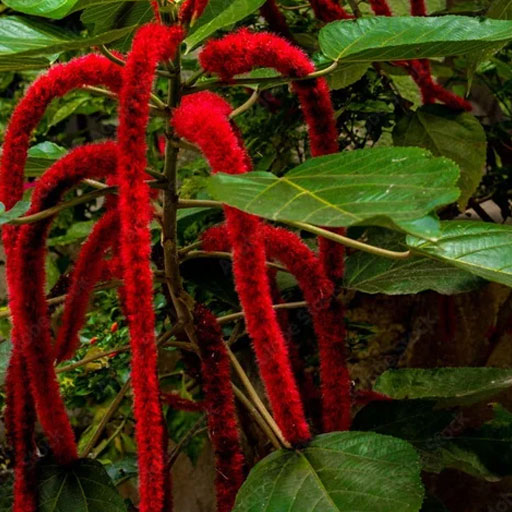 monkeytail