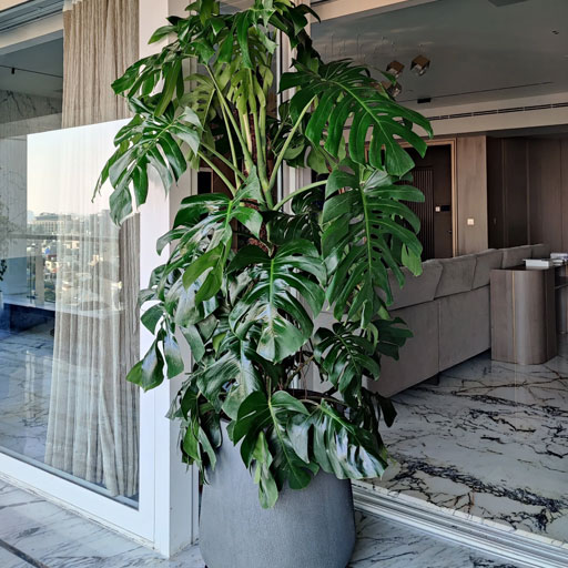 monstera
