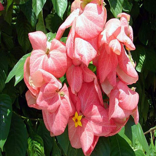 mussenda-pink