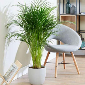 palm