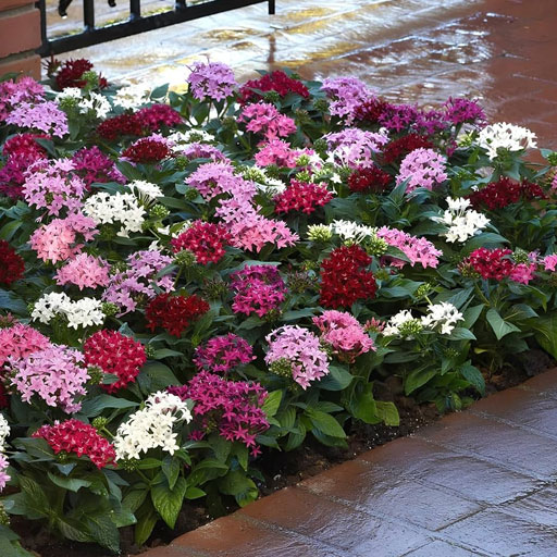 pentas
