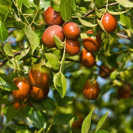 seema-elanthai