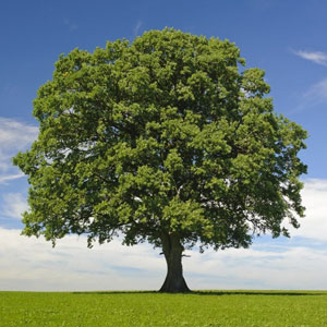 tree