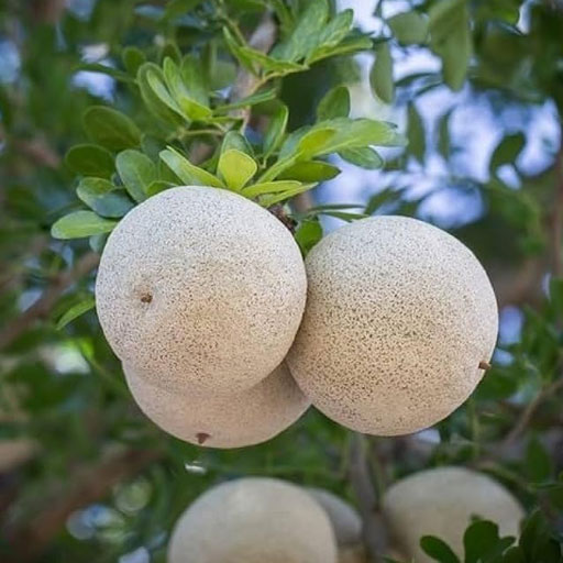 wood-apple